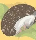 Take Care of a Hedgehog