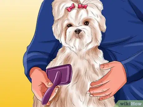 Image titled Groom Maltese Dogs Step 4