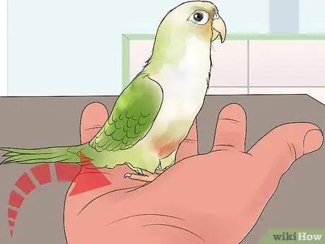 Image titled Interact with Your Conure Step 1