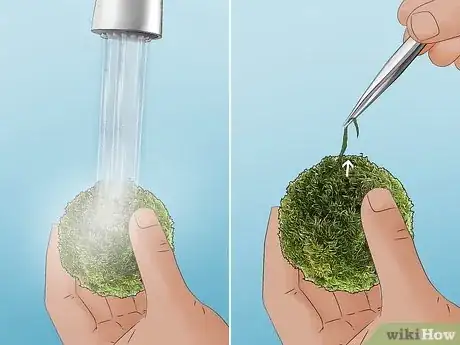 Image titled Clean an Aquatic Moss Ball Step 8