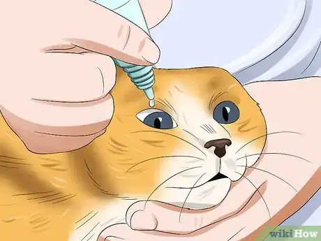 Image titled Treat Conjunctivitis in Cats Step 4