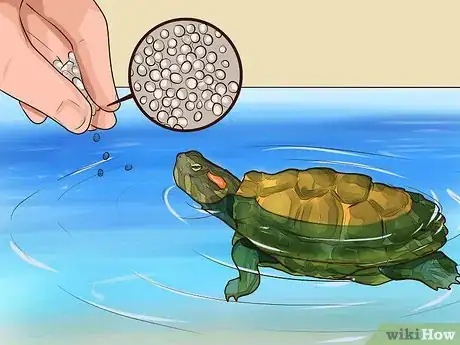 Image titled Know What to Feed a Turtle Step 3