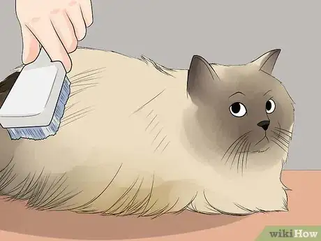 Image titled Care for Himalayan Cats Step 5