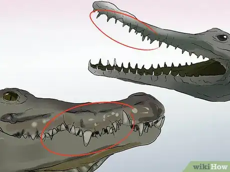 Image titled Tell a Freshwater Crocodile from a Saltwater Crocodile Step 3