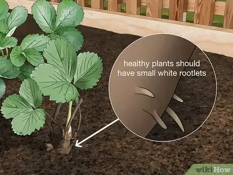 Image titled Fix Root Rot Step 3