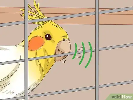 Image titled Understand Cockatiel Gestures Step 10