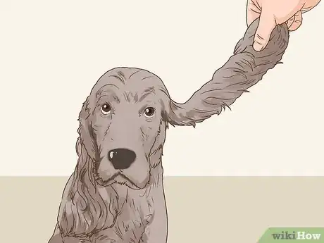 Image titled Clean a Cocker Spaniel's Ears Step 3