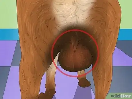 Image titled Know when to Stop Breeding a Male Dog Step 5