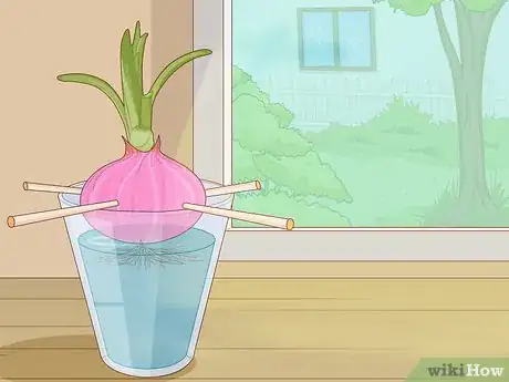 Image titled Grow Onions in Water Step 4