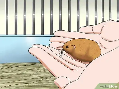 Image titled Learn When to Separate Hamsters Step 2