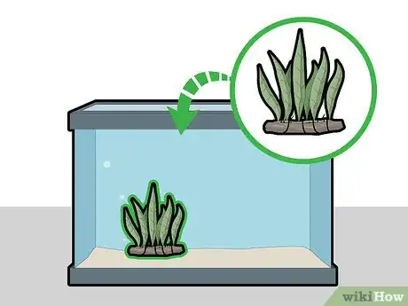 Image titled Plant a Java Fern Step 1