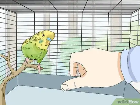 Image titled Hand Train a Parakeet Step 8