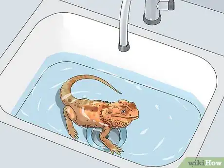 Image titled Build Love With Your Bearded Dragon Step 10