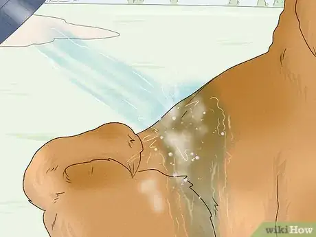 Image titled Wash Poop Off a Dog Step 9