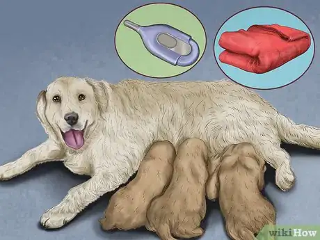 Image titled Predict when Your Dog Will Whelp Her Puppies Step 10