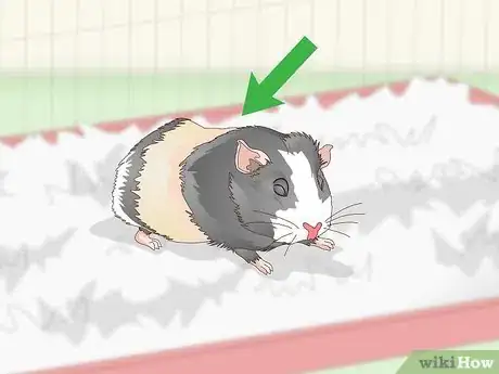 Image titled Keep Your Guinea Pig Cool in Hot Weather Step 10