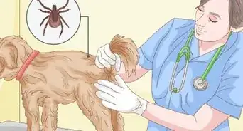 Remove a Tick from a Dog Without Tweezers