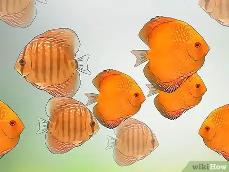 Image titled Breed Discus Step 1