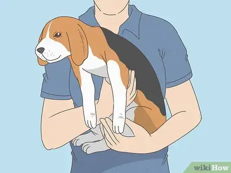 Image titled Prepare Your Dog for the Vet Step 3