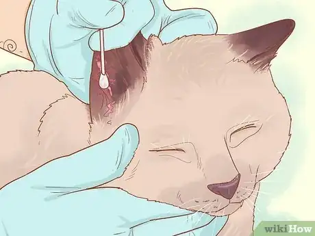 Image titled Diagnose and Treat Ear Infections in Cats Step 9