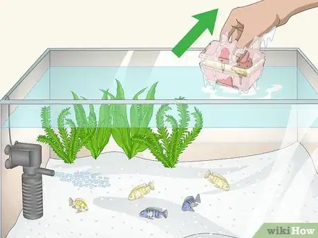 Image titled Remove Fish from an Aquarium to Clean Step 3