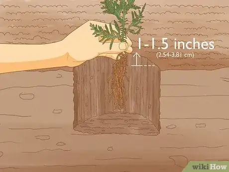 Image titled Plant Cedar Trees Step 12