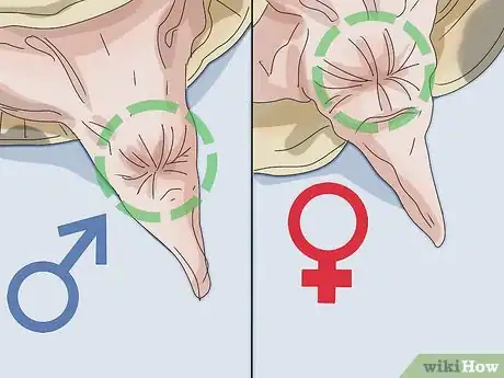 Image titled Tell If a Turtle Is Male or Female Step 6