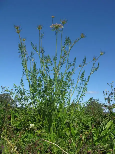 Image titled Daucus carota plant2