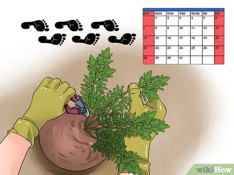 Image titled Grow a Quality Medical Marijuana Step 13