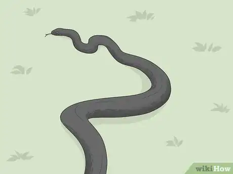 Image titled Identify Snakes Step 8