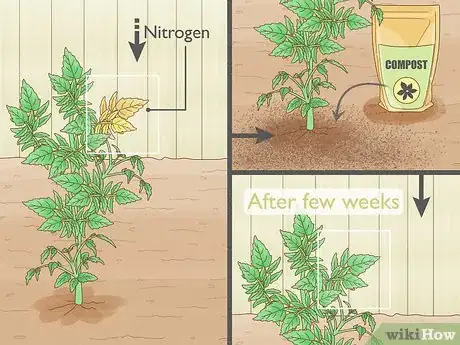 Image titled Why Does Your Tomato Plant Have Yellow Leaves Step 1