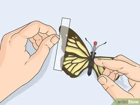 Image titled Prepare Insects for Pinning Step 19