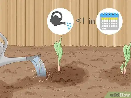 Image titled Grow Cannas Step 10