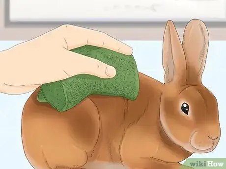 Image titled Bathe Your Pet Rabbit Step 2