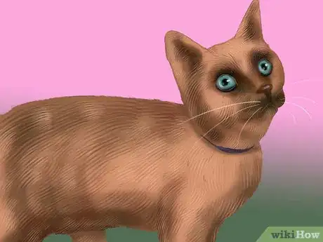 Image titled Identify a Siamese Cat Step 4
