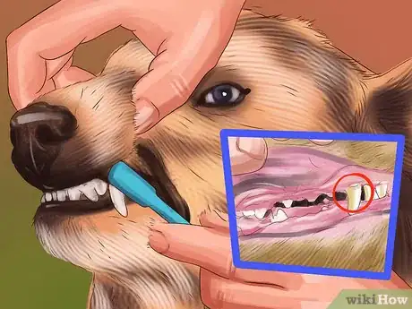 Image titled Be a Responsible Dog Owner Step 3