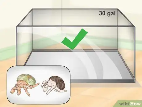 Image titled Play With Your Hermit Crab Step 1