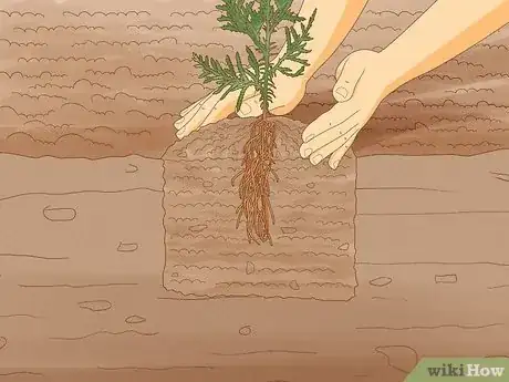 Image titled Plant Cedar Trees Step 13