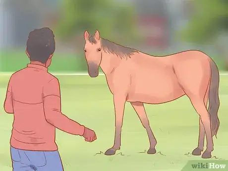 Image titled Meet a Horse for the First Time Step 1