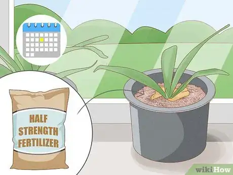 Image titled Grow a Staghorn Fern Step 14