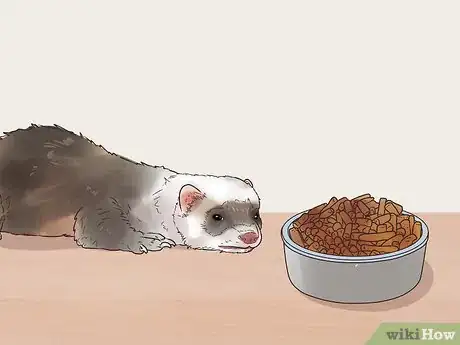 Image titled Spot Signs of Illness in a Ferret Step 5