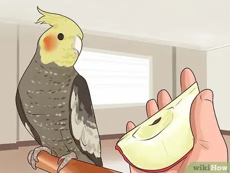 Image titled Get Your Cockatiel to Stop Laying Eggs Step 1