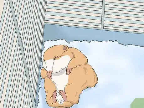 Image titled Deal With Your Hamster Dying Step 5