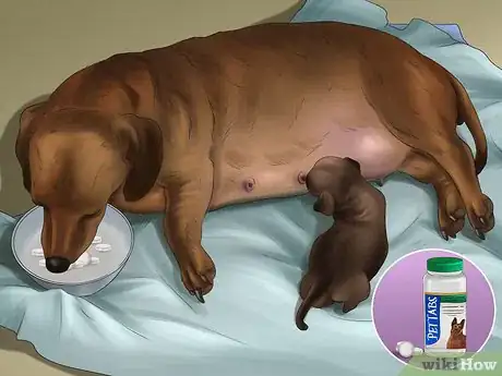 Image titled Help Your Dog After Giving Birth Step 15