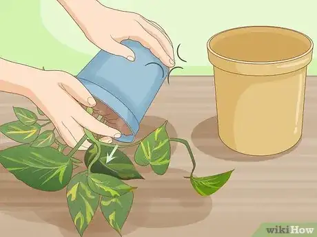 Image titled Repot Pothos Step 2