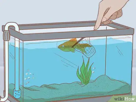 Image titled Add Fish to a New Tank Step 11