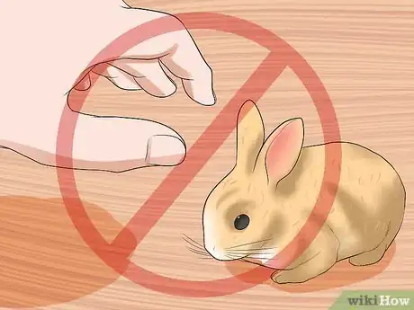Image titled Hold Your Mini Lops Step 1
