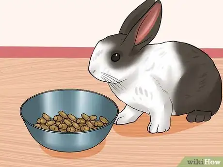 Image titled Care for Dutch Rabbits Step 12