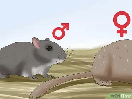 Image titled Tell when Gerbils Are Mating Step 5