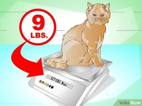 Image titled Put Weight on a Cat Step 1